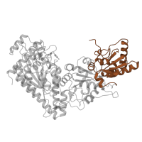 The deposited structure of PDB entry 1ngs contains 2 copies of SCOP domain 52923 (Transketolase C-terminal domain-like) in Transketolase 1. Showing 1 copy in chain A.