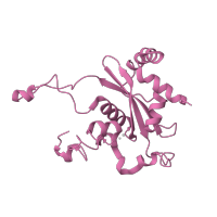 The deposited structure of PDB entry 1nji contains 1 copy of SCOP domain 54193 (L15e) in Large ribosomal subunit protein eL15. Showing 1 copy in chain N.