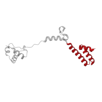 The deposited structure of PDB entry 1nji contains 1 copy of CATH domain 1.10.1200.60 (Non-ribosomal Peptide Synthetase Peptidyl Carrier Protein; Chain A) in Large ribosomal subunit protein eL19. Showing 1 copy in chain Q.