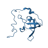 The deposited structure of PDB entry 1nji contains 1 copy of CATH domain 2.30.30.70 (SH3 type barrels.) in Large ribosomal subunit protein eL21. Showing 1 copy in chain R.