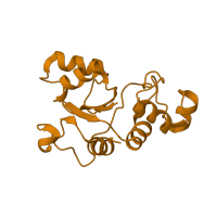 The deposited structure of PDB entry 1nji contains 1 copy of SCOP domain 55130 (Ribosomal protein L30p/L7e) in Large ribosomal subunit protein uL30. Showing 1 copy in chain X.