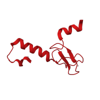 The deposited structure of PDB entry 1nji contains 1 copy of SCOP domain 57830 (Ribosomal protein L37ae) in Large ribosomal subunit protein eL43. Showing 1 copy in chain AA [auth 1].