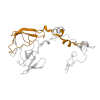The deposited structure of PDB entry 1nji contains 1 copy of CATH domain 2.40.50.140 (OB fold (Dihydrolipoamide Acetyltransferase, E2P)) in Large ribosomal subunit protein uL2. Showing 1 copy in chain C.