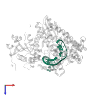 DNA PRIMER STRAND in PDB entry 1nkc, assembly 1, top view.