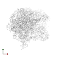 Large ribosomal subunit protein bL20 in PDB entry 1nkw, assembly 1, front view.