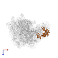 5S ribosomal RNA in PDB entry 1nkw, assembly 1, top view.