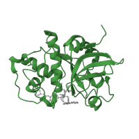 The deposited structure of PDB entry 1nl6 contains 2 copies of SCOP domain 54002 (Papain-like) in Cathepsin K. Showing 1 copy in chain A.