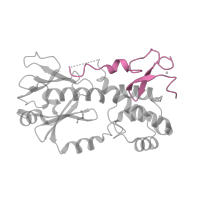 The deposited structure of PDB entry 1nnj contains 1 copy of SCOP domain 81627 (C-terminal, Zn-finger domain of MutM-like DNA repair proteins) in Formamidopyrimidine-DNA glycosylase. Showing 1 copy in chain C [auth A].