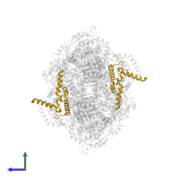 Cytochrome b-c1 complex subunit 7 in PDB entry 1nu1, assembly 1, side view.