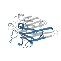 The deposited structure of PDB entry 1nxd contains 4 copies of Pfam domain PF00139 (Legume lectin domain) in Concanavalin-A, 2nd part. Showing 1 copy in chain A [auth 1].