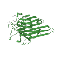 The deposited structure of PDB entry 1nxd contains 4 copies of SCOP domain 49900 (Legume lectins) in Concanavalin-A, 2nd part. Showing 1 copy in chain A [auth 1].