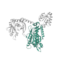 The deposited structure of PDB entry 1nyr contains 2 copies of SCOP domain 55682 (Class II aminoacyl-tRNA synthetase (aaRS)-like, catalytic domain) in Threonine--tRNA ligase. Showing 1 copy in chain A.