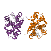 The deposited structure of PDB entry 1o1j contains 2 copies of SCOP domain 46463 (Globins) in Hemoglobin subunit alpha. Showing 2 copies in chain A.