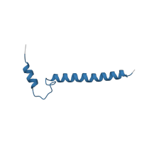 The deposited structure of PDB entry 1oco contains 2 copies of Pfam domain PF02238 (Cytochrome c oxidase subunit VII) in Cytochrome c oxidase subunit 7A1, mitochondrial. Showing 1 copy in chain J.