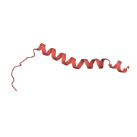 The deposited structure of PDB entry 1oco contains 2 copies of SCOP domain 81430 (Mitochondrial cytochrome c oxidase subunit VIIIb (aka IX)) in Cytochrome c oxidase subunit 8B, mitochondrial. Showing 1 copy in chain M.