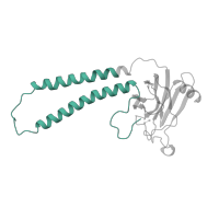 The deposited structure of PDB entry 1oco contains 2 copies of Pfam domain PF02790 (Cytochrome C oxidase subunit II, transmembrane domain) in Cytochrome c oxidase subunit 2. Showing 1 copy in chain B.