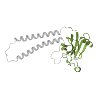 The deposited structure of PDB entry 1oco contains 2 copies of SCOP domain 49541 (Periplasmic domain of cytochrome c oxidase subunit II) in Cytochrome c oxidase subunit 2. Showing 1 copy in chain B.