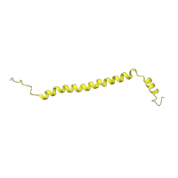 The deposited structure of PDB entry 1ocr contains 2 copies of SCOP domain 81414 (Mitochondrial cytochrome c oxidase subunit VIc) in Cytochrome c oxidase subunit 6C. Showing 1 copy in chain I.