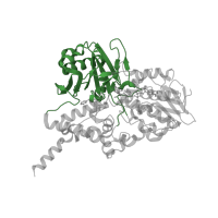 The deposited structure of PDB entry 1oj9 contains 2 copies of CATH domain 3.90.660.10 (Polyamine Oxidase; Chain A, domain 2) in Amine oxidase [flavin-containing] B. Showing 1 copy in chain A.