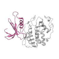 The deposited structure of PDB entry 1ol1 contains 2 copies of CATH domain 3.30.200.20 (Phosphorylase Kinase; domain 1) in Cyclin-dependent kinase 2. Showing 1 copy in chain A.