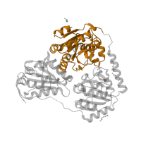 The deposited structure of PDB entry 1ozf contains 2 copies of SCOP domain 88749 (Pyruvate oxidase and decarboxylase PP module) in Acetolactate synthase, catabolic. Showing 1 copy in chain A.