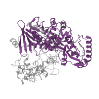 The deposited structure of PDB entry 1p2e contains 1 copy of Pfam domain PF00890 (FAD binding domain) in Fumarate reductase flavoprotein subunit. Showing 1 copy in chain A.