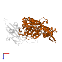 Actin, alpha skeletal muscle in PDB entry 1p8z, assembly 1, top view.