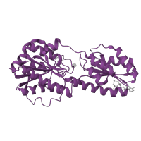 The deposited structure of PDB entry 1pfk contains 2 copies of SCOP domain 53785 (Phosphofructokinase) in ATP-dependent 6-phosphofructokinase isozyme 1. Showing 1 copy in chain A.