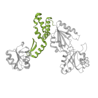 The deposited structure of PDB entry 1pjq contains 2 copies of SCOP domain 75616 (Siroheme synthase middle domains-like) in Siroheme synthase. Showing 1 copy in chain B.