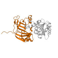 The deposited structure of PDB entry 1pl7 contains 4 copies of SCOP domain 50136 (Alcohol dehydrogenase-like, N-terminal domain) in Sorbitol dehydrogenase. Showing 1 copy in chain A.