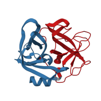 The deposited structure of PDB entry 1ppf contains 2 copies of CATH domain 2.40.10.10 (Thrombin, subunit H) in Neutrophil elastase. Showing 2 copies in chain A [auth E].