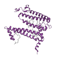 The deposited structure of PDB entry 1pss contains 1 copy of SCOP domain 81482 (Bacterial photosystem II reaction centre, L and M subunits) in Reaction center protein L chain. Showing 1 copy in chain A [auth L].