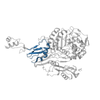 The deposited structure of PDB entry 1pyy contains 1 copy of CATH domain 3.90.1310.10 (Penicillin-binding protein 2a (Domain 2)) in Penicillin-binding protein 2X. Showing 1 copy in chain A.