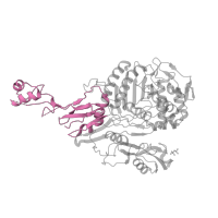 The deposited structure of PDB entry 1pyy contains 1 copy of SCOP domain 56520 (Penicillin binding protein dimerisation domain) in Penicillin-binding protein 2X. Showing 1 copy in chain A.