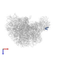 Large ribosomal subunit protein uL10 in PDB entry 1q7y, assembly 1, top view.