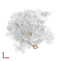 Large ribosomal subunit protein uL15 in PDB entry 1q7y, assembly 1, front view.