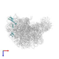 Large ribosomal subunit protein eL19 in PDB entry 1q7y, assembly 1, top view.