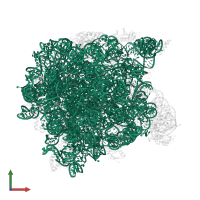 23S ribosomal RNA in PDB entry 1q7y, assembly 1, front view.