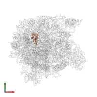 Large ribosomal subunit protein uL22 in PDB entry 1q7y, assembly 1, front view.