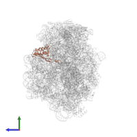 Large ribosomal subunit protein uL22 in PDB entry 1q7y, assembly 1, side view.