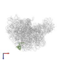 Large ribosomal subunit protein uL24 in PDB entry 1q7y, assembly 1, top view.