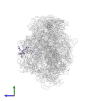 Large ribosomal subunit protein eL32 in PDB entry 1q7y, assembly 1, side view.