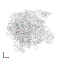 Large ribosomal subunit protein eL39 in PDB entry 1q7y, assembly 1, front view.