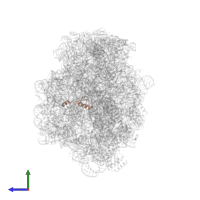 Large ribosomal subunit protein eL39 in PDB entry 1q7y, assembly 1, side view.