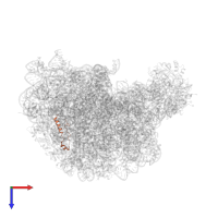 Large ribosomal subunit protein eL39 in PDB entry 1q7y, assembly 1, top view.