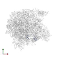 Large ribosomal subunit protein eL42 in PDB entry 1q7y, assembly 1, front view.