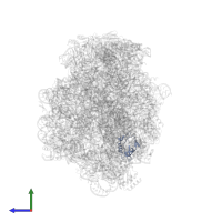 Large ribosomal subunit protein eL42 in PDB entry 1q7y, assembly 1, side view.