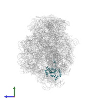 Large ribosomal subunit protein eL15 in PDB entry 1q86, assembly 1, side view.