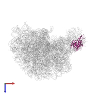 Large ribosomal subunit protein uL18 in PDB entry 1q86, assembly 1, top view.