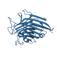 The deposited structure of PDB entry 1q8v contains 2 copies of Pfam domain PF00139 (Legume lectin domain) in Legume lectin domain-containing protein. Showing 1 copy in chain A.